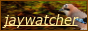 jaywatcher button